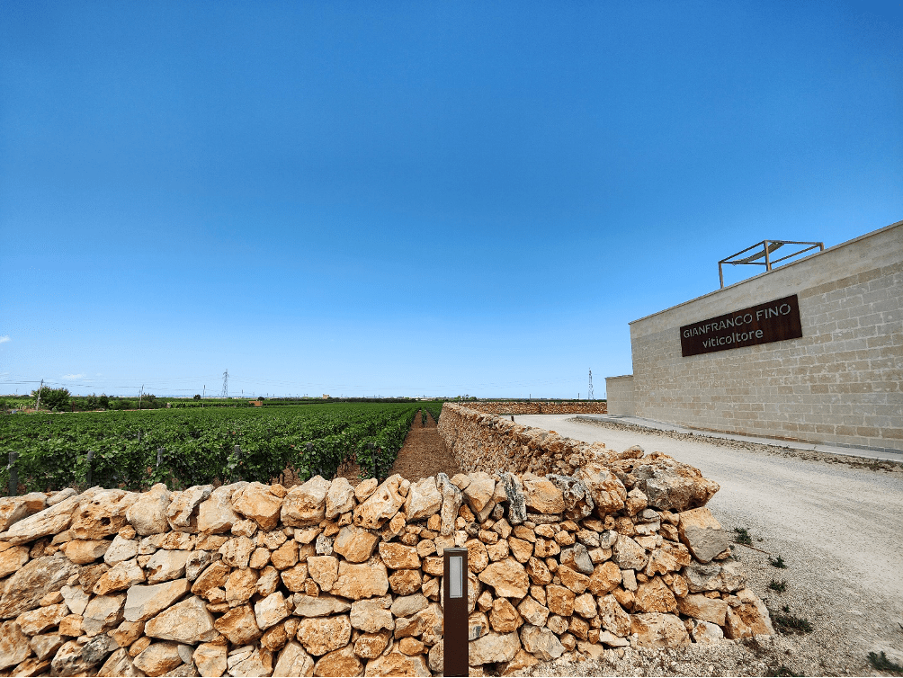 Gianfranco Fino - Vineyard