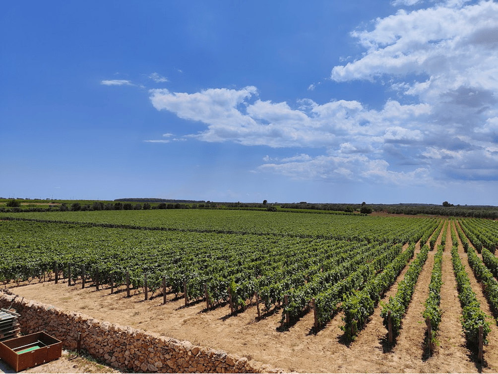 Gianfranco Fino - Vineyard